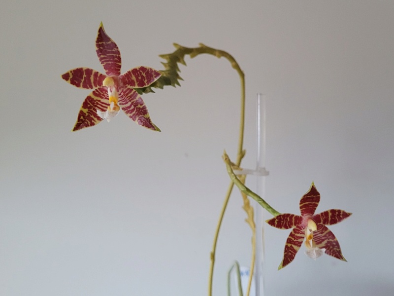 Phalaenopsis cornu-cervi x amboinensis (Corona) - Seite 2 20240311