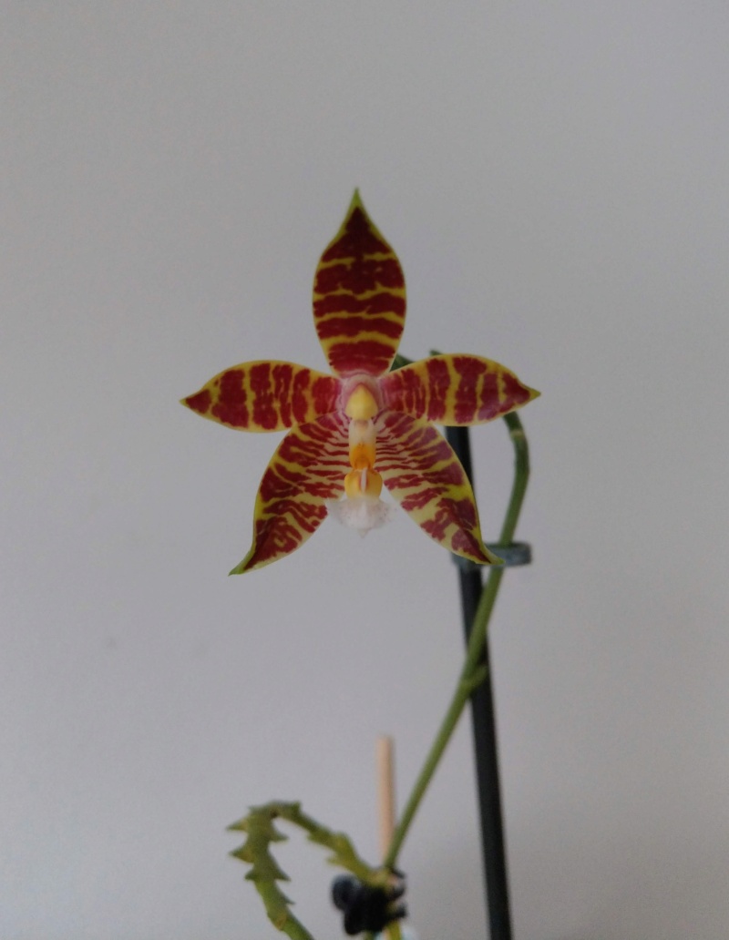 Phalaenopsis cornu-cervi x amboinensis (Corona) Imag2911