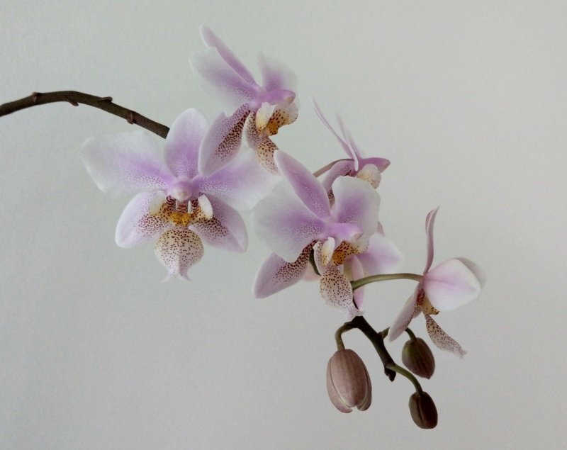 Phalaenopsis schilleriana x stuartiana (Philadelphia) Imag3211