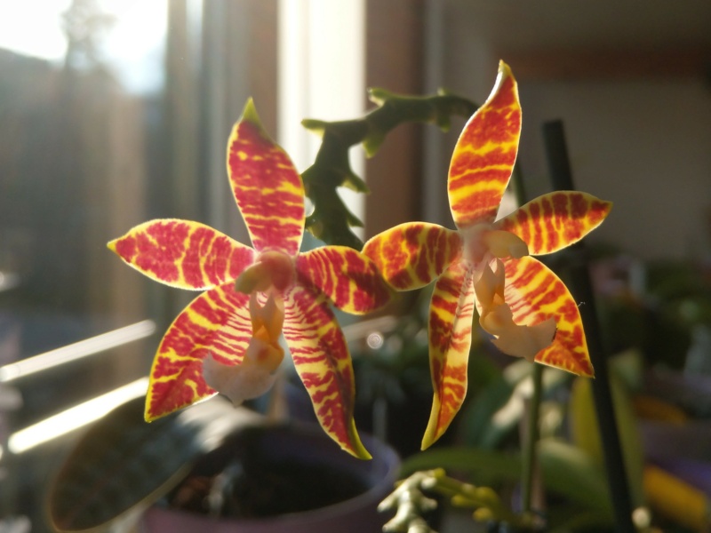 Phalaenopsis cornu-cervi x amboinensis (Corona) Imag4415