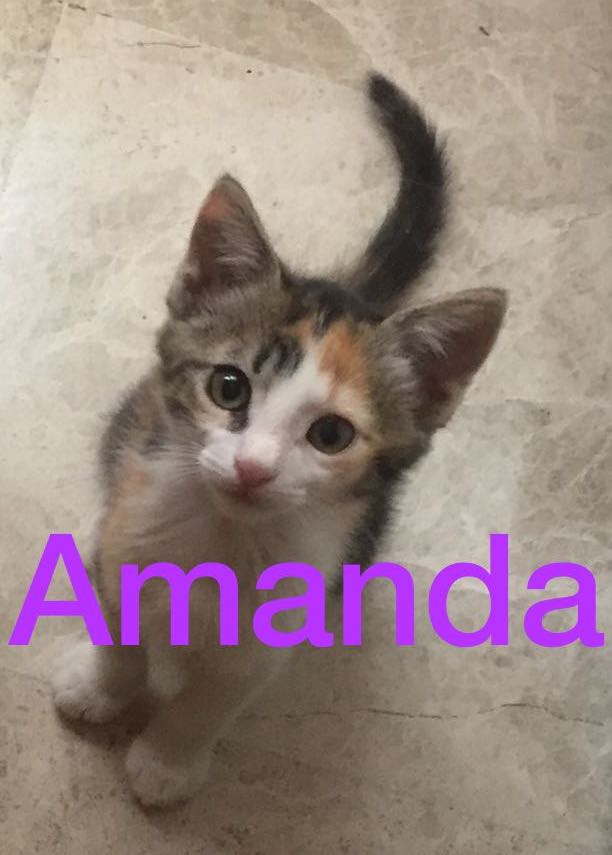 AMANDA - TRICOLORE - EN FA EN SUISSE Amanda11