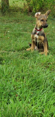 NAÏROBI - chiot femelle, de taille petite à moyenne à l'âge adulte - née environ en mi avril 2020 - adoptée par Clément (10)  20200833