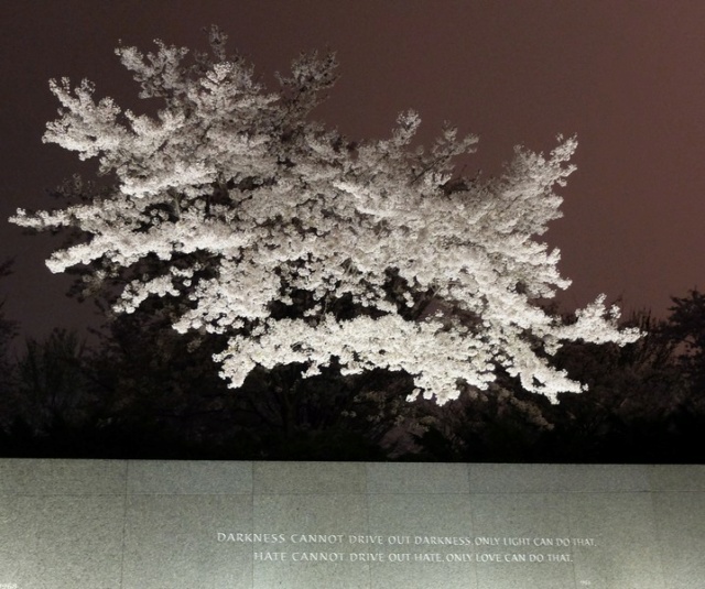 A Wahington D.C., durant la floraison des Cerisiers du Japon . Buffi018