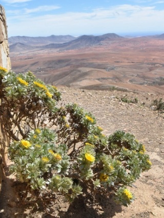 Découverte de Fuerteventura, l'île des contrastes Fue-fo62