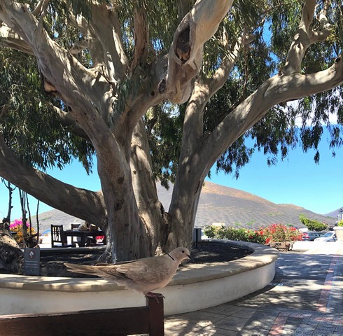 Une semaine à Lanzarote, fin avril 2023 : au soleil ! Lanza016