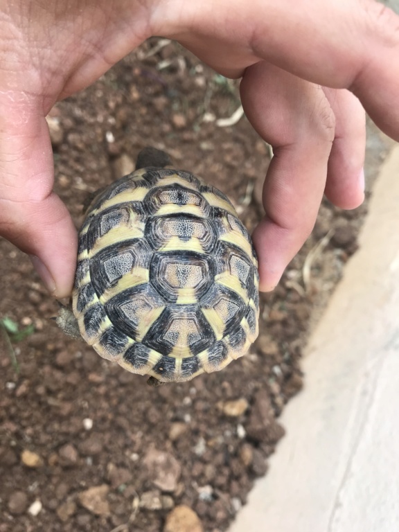 Identification de ma petite tortue 6c71c310