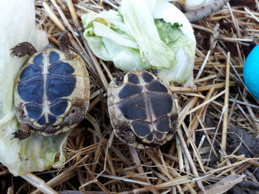 Hibernation de petites tortues 15419311