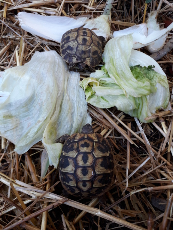 Hibernation de petites tortues 15419312