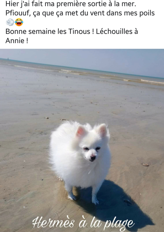 HERMES, mini Spitz Allemand blanc de 3 ans et 4 kg 20190422