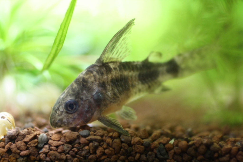 [Article] La maintenance des Corydoras - Page 2 Img_0113