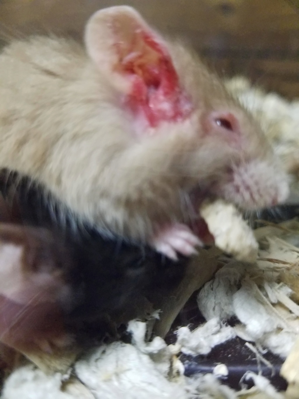 Mouse With Ear Irritation Mouse110