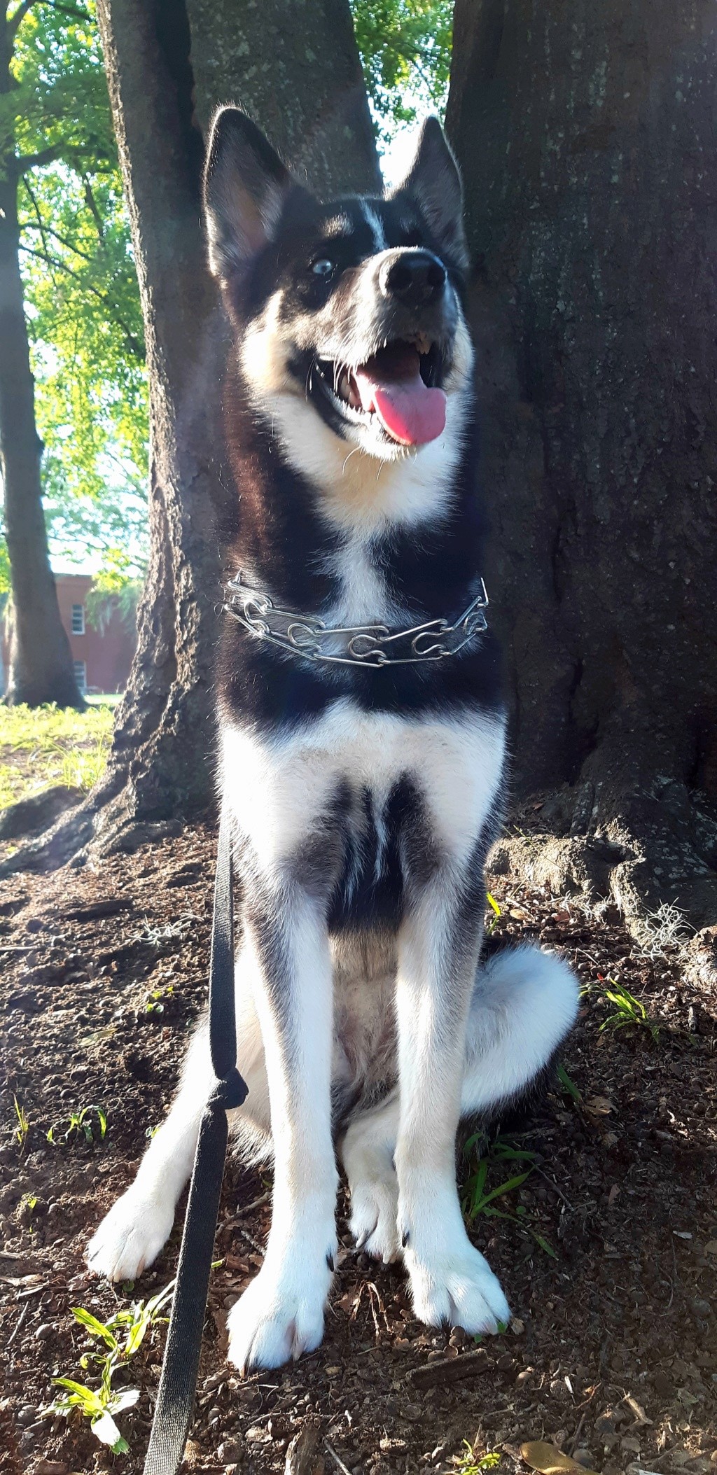 Hi, I'm new. Trying to figure out how much my female husky may weigh. 20190710