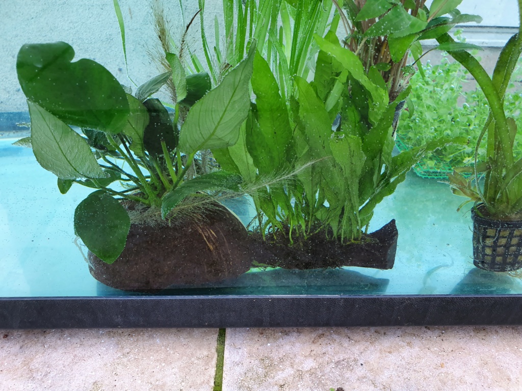 Mon Aquarium de 230l net Plante14