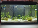 Nouvel aquarium 300l pour la maison Signat17