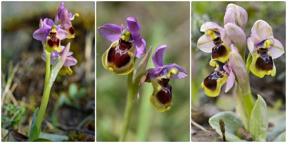 Ophrys tenthredinifera ( Ophrys guêpe ) Page_416