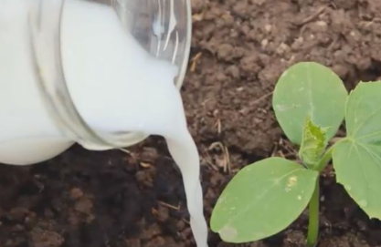 Cómo usar la leche en el jardín Scree168