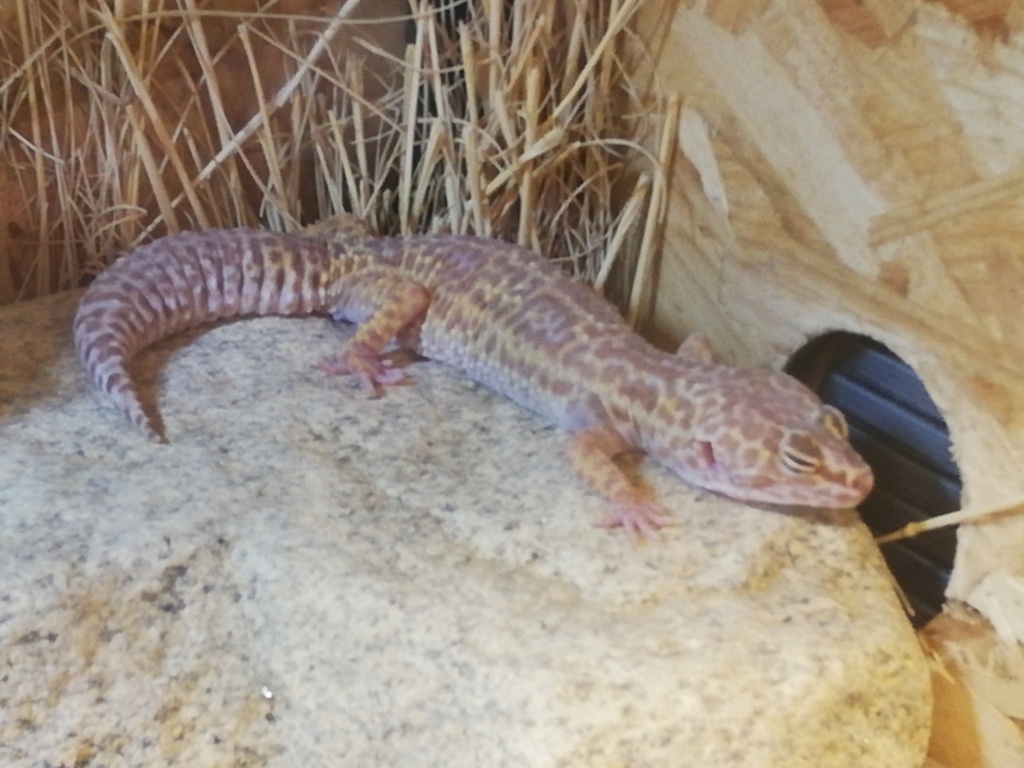 Geckos léopards  Img_2011
