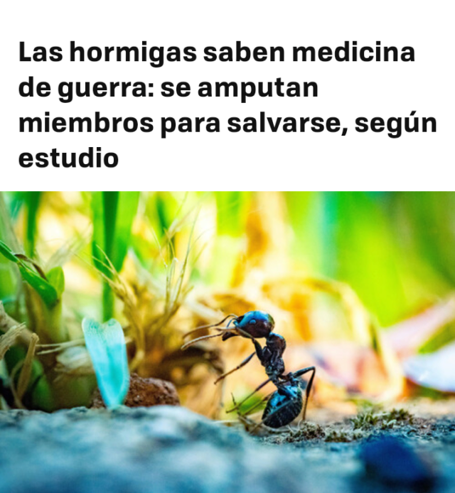 Las hormigas saben medicina de guerra: se amputan miembros para salvarse, según estudio Scree237