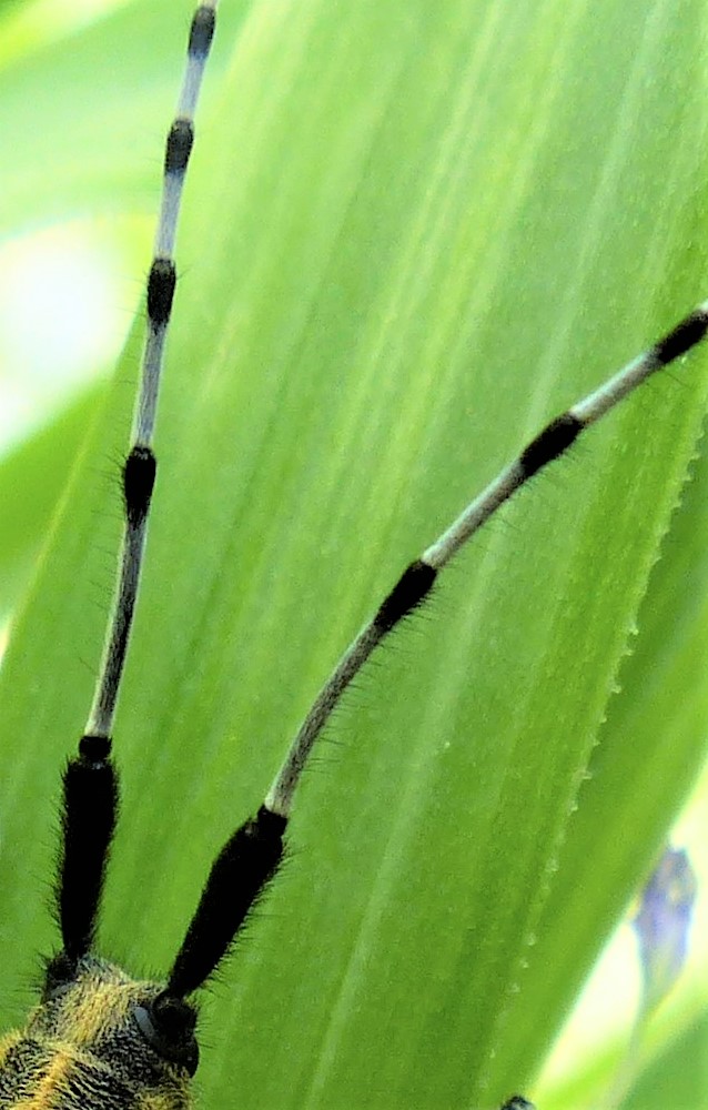 [Agapanthia villosoviridescens] identification Agapanthia Dahli ? P1400910