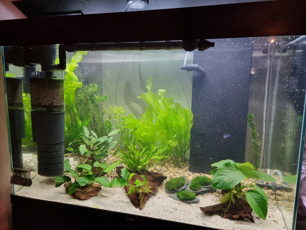 pour - Quelles plantes pour aquarium poisson rouge avec CO2 ? 20230720