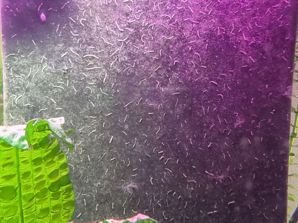 Quelles plantes pour aquarium poisson rouge avec CO2 ? 20230815