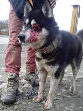 Dure réalité des chiens en Roumanie....  10924711