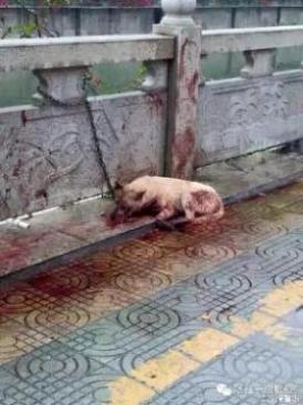  l'absence de lois de protection des animaux en Chine! 11044511