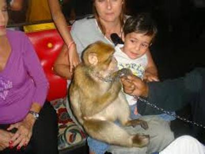 Maroc/Marakech n’aller pas vous exhiber avec un petit singe Chaine11