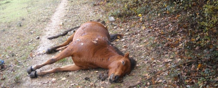 Un chasseur ivre abat un cheval qu’il prend pour un sanglier Viogni10