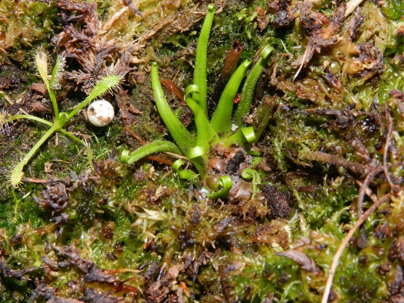 Drosophyllum lusitanicum Dscn5810