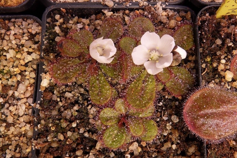 Fleurs de tubéreux macrophylla et browniana Sdc13137