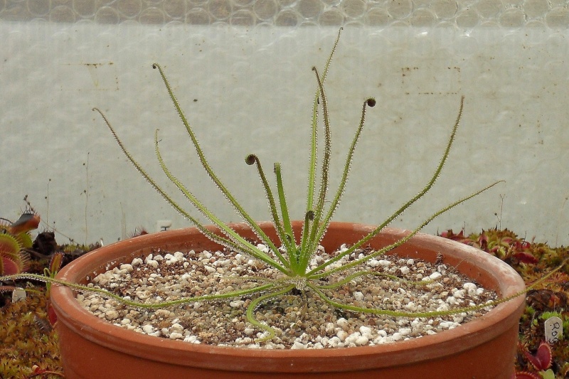 Drosophyllum lusitanicum Sdc13324