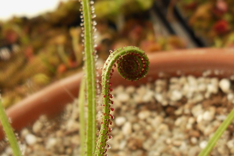 Drosophyllum lusitanicum Sdc13327