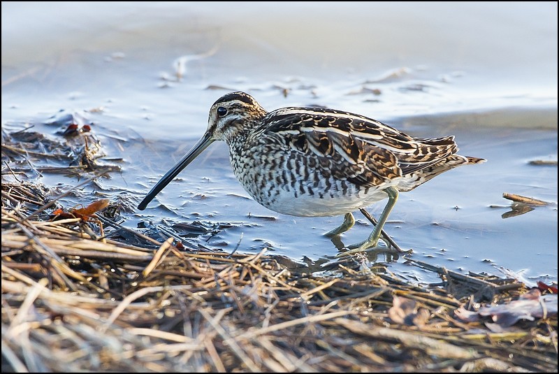 Photos de Fisher24 : maj du 20/01/16 (Le Teich) - Page 29 Img_6510