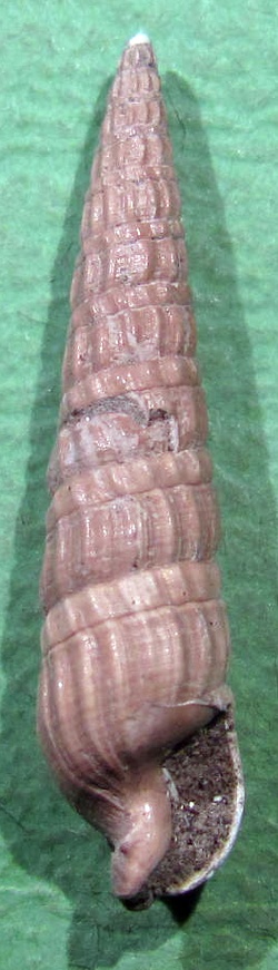 Strioterebrum pliocenicum Striot10