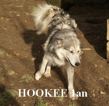 Hookee malamute  F...1an ..LOF cherche famille(PART ......Départ 50) ADOPTEE Hokee10