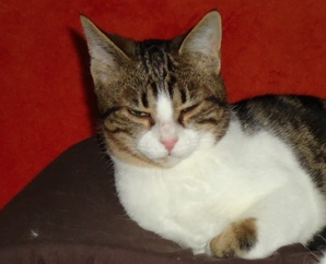 GATO-5 ANS BLANC/TIGRE SAUVE D'UN CORYZA SEVERE CEM 45 Gato_i10