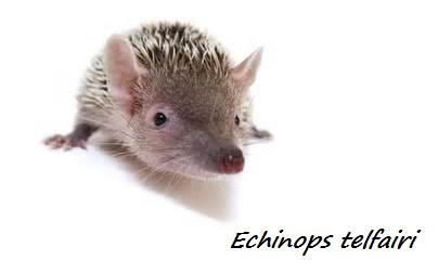 L'ECHINOPS TELFAIRI Echino10