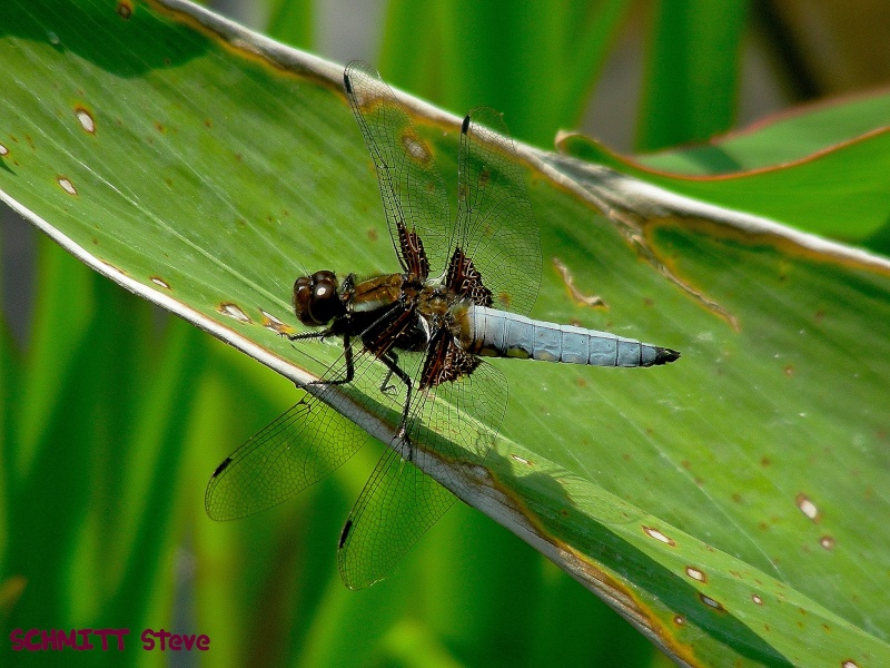 vie sauvage...De mon jardin ! Libell10