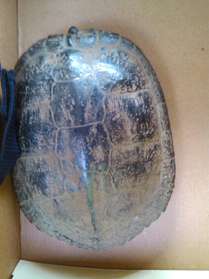 tortue trouvee sur autoroute help  10097710