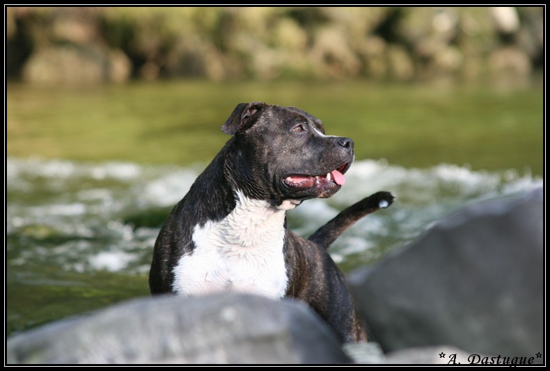 Photographie d'animaux - conseils pour devenir un pro ! - Page 15 Img_1910