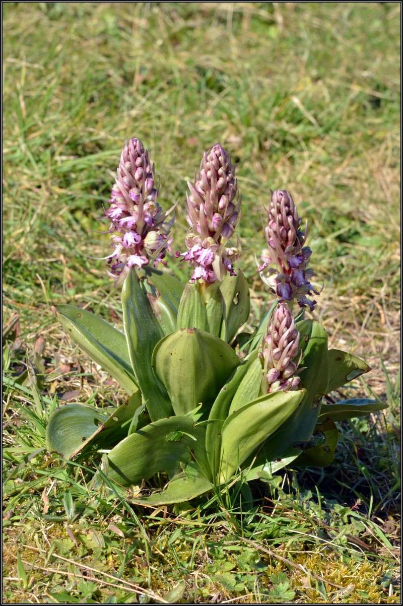 Himantoglossum robertianum de Bretagne Himant12