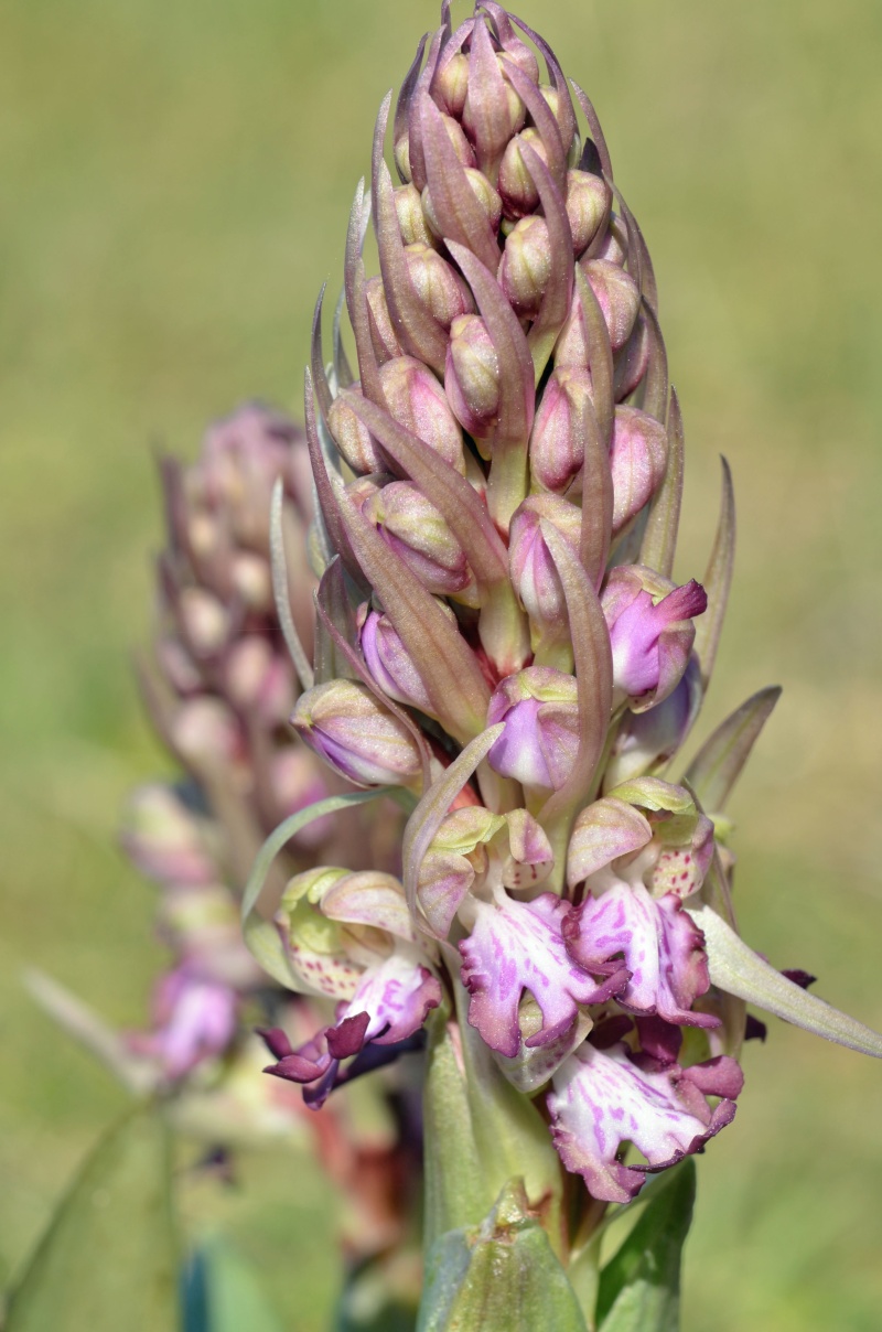 Himantoglossum robertianum de Bretagne Himant14