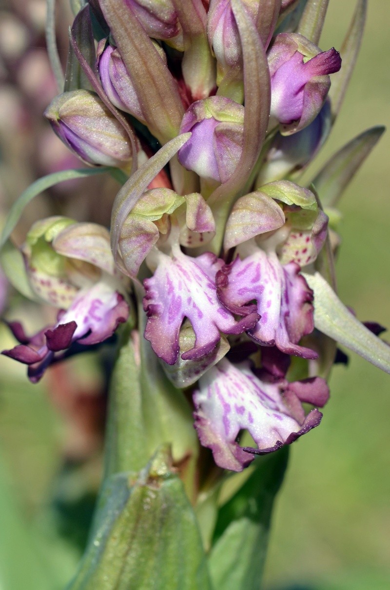 Himantoglossum robertianum de Bretagne Himant15