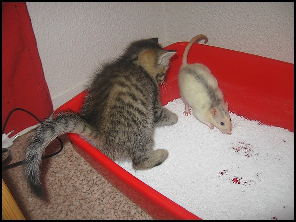 Qui a dit qu'un rat ne pouvait pas tre ami avec des chatons ? P218