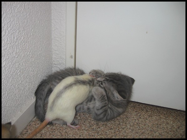 Qui a dit qu'un rat ne pouvait pas tre ami avec des chatons ? P319