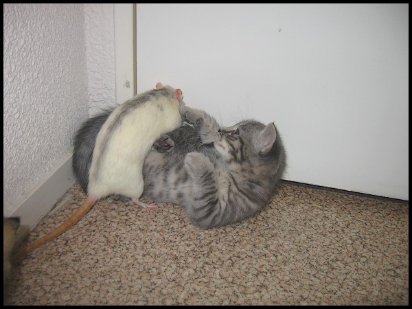 chatons - Un rat ne peut pas être ami avec des chatons ? P419