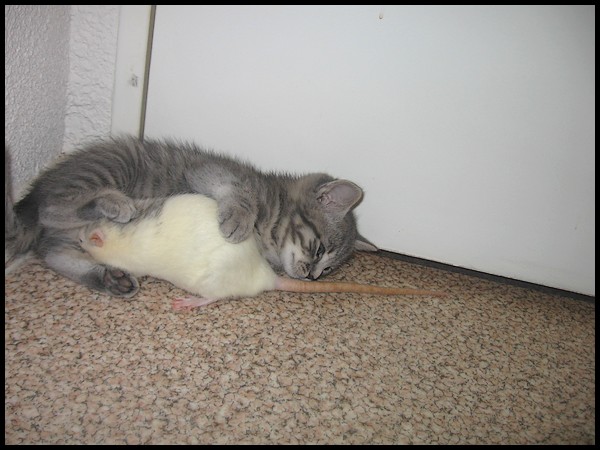 Qui a dit qu'un rat ne pouvait pas tre ami avec des chatons ? P518