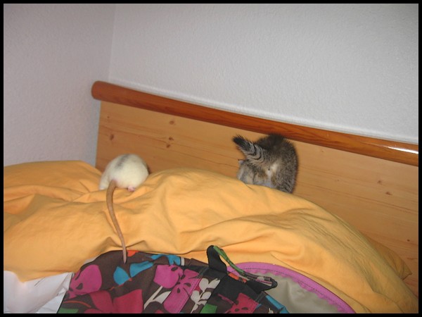 Qui a dit qu'un rat ne pouvait pas tre ami avec des chatons ? P616