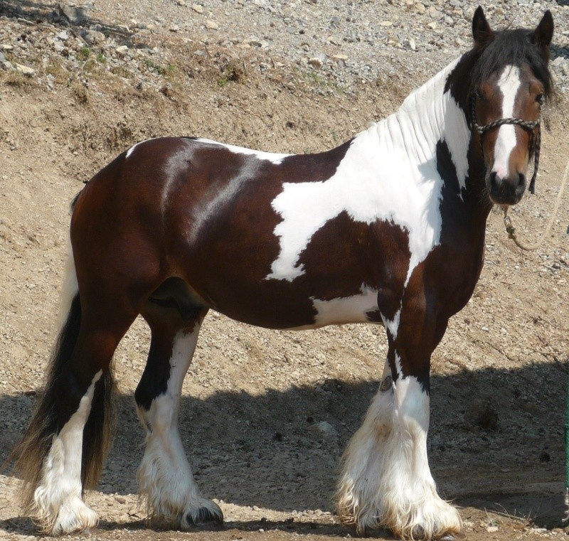 TCHUKY de Bohême Irish Cob agréé dispo dans le Sud Est  04311